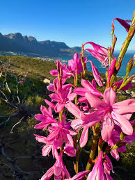 Pink Table Mountain Flower Seeds – Heirloom Non-GMO Blooms for Rock Gardens & Outdoor Planting – High Germination
