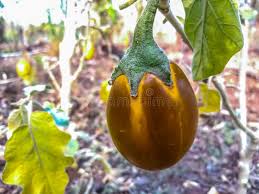 Eggplant Seeds for Planting Brown – Heirloom, Non-GMO, Organic Garden Seeds –  Culinary Use, High Germination