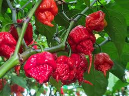 Scotch Bonnet Seeds for Planting – Heirloom, Non-GMO, Hot Organic Garden Seeds – High Germination, Fruity & Fiery Peppers