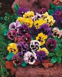 Pansies Flower Seeds for Planting – Easy to Grow, Heirloom, Non-GMO, High Germination