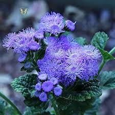 Ageratum Flower Seeds for Planting – Fragrant Blossoms, Heirloom, Non-GMO, High Germination Seeds