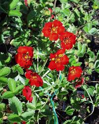 Red Potentilla Atrosanguinea Flower Seeds for Planting | Heirloom Non-GMO High Germination Seeds
