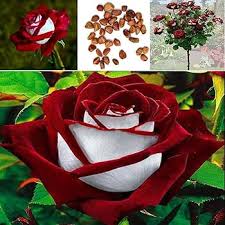 Rare Deep Red & White Osiria Ruby Rose Flower Seeds for Planting | Heirloom Non-GMO Organic Garden Seeds