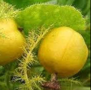 Miniature Passion Fruit seeds for planting - Heirloom & Non-GMO Garden seeds