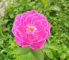 Pink Dragon Rose Flower Seeds for Planting | Heirloom Non-GMO Organic Garden Seeds, High Germination