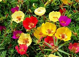 Portulaca Flower Seeds for Planting – Drought Tolerant, Heirloom, Non-GMO, High Germination Garden Seeds