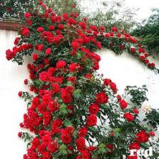 Red Climber Flower Seeds for Planting | Heirloom Non-GMO High Germination Organic Garden Seeds