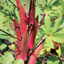 Maroon Red Okra Seeds for Planting – Heirloom Non-GMO, High Germination Organic Vegetable Garden Seeds