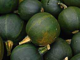 Gem Squash Seeds for Planting – Heirloom Non-GMO Organic Garden Seeds, High Germination, Hardy and Productive Fruits