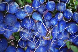 Blue Radish Seeds for Planting – Heirloom, Non-GMO, Organic Garden Seeds – Rare & Colorful, High Germination
