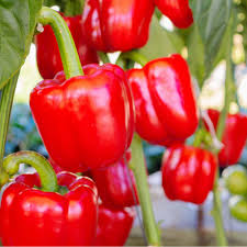Red Bell Pepper flower seeds for planting - Heirloom & Non-GMO Garden Seeds