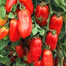 San Marzano Tomato Seeds for Planting – Heirloom, Non-GMO, Organic Garden Seeds, High Germination, Classic Italian Sauce Variety