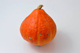 Uchiki Kuri Pumpkin Seeds for Planting – Organic Heirloom Non‑GMO High Germination Garden Seeds, Compact Sweet Variety