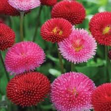 Pink Bellis Perennis Flower Seeds for Planting – Heirloom, Non-GMO, Premium Organic Garden Seeds