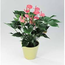 Pink Anthurium Andraeanum Flower Seeds for Planting – Heirloom, Non-GMO, Low-Maintenance High Germination Seeds