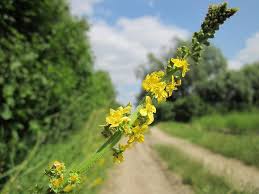 Heirloom Agrimony Flower Seeds for Planting – Colorful Display, Non-GMO, High Germination Organic Garden Seeds