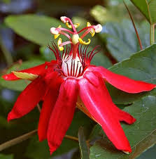 Red Passiflora Incarnata Flower Seeds for Planting – Heirloom, Non-GMO, Premium Quality, High Germination