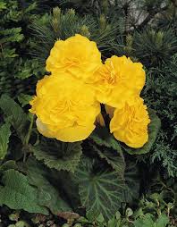 Yellow Mocca Flower Seeds for Planting – Heirloom, Non-GMO, High Germination Garden Seeds
