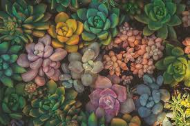 Mixed Echeveria Flower Seeds for Planting – Heirloom, Non-GMO, Easy to Grow, High Germination