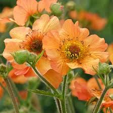 Geum Flower Seeds for Planting – Heirloom, Non-GMO, Low Maintenance Organic Garden Seeds