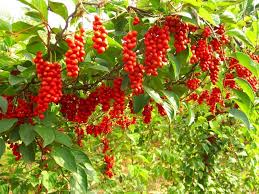 Schisandra Flower Seeds for Planting – Drought-Tolerant Heirloom, Non-GMO, High Germination Garden Seeds