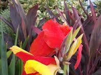 Cleopatra Flower Seeds for Planting – Seasonal Bloomer, Heirloom & Non-GMO Organic Garden Seeds