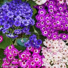 Mixed Cineraria Flower Seeds for Planting – Heirloom, Non-GMO, High Germination Organic Garden Seeds for Colorful Bloom Displays