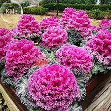 Kale Seeds for Planting Pink – Heirloom, Non-GMO, Organic Garden Seeds – Nutritious Greens, High Germination