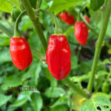 Trinidad Pimento Pepper Seeds for Planting – Heirloom Non-GMO Organic Garden Seeds with High Germination – Mild Aromatic Pepper