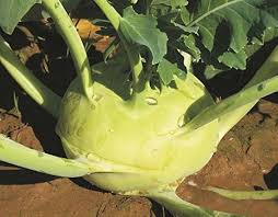 Green Kohlrabi Vegetable Seeds for Planting – Heirloom Non-GMO, High Germination Organic Garden Seeds