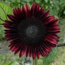 Black Sunflower Flower Seeds – Heirloom Non-GMO Organic Garden Seeds for Planting – High Germination Blooms