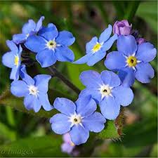 Myosotis Sylvia Flower Seeds for Planting – Heirloom, Non-GMO, Premium Quality Organic Garden Seeds