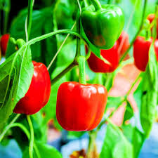 Red Bell Pepper flower seeds for planting - Heirloom & Non-GMO Garden Seeds