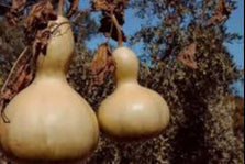 Brown Bottlegourd flower seeds for planting - Heirloom & Non-GMO Garden Seeds