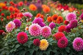 Mixed Multi-Color Dahlia Flower seeds for Planting - Low Maintenance, Heirloom &amp; GMO Free Seeds for Home Garden