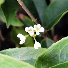 Osmanthus Flower Seeds for Planting – Heirloom, Non-GMO, High Germination Garden Seeds