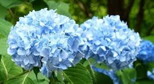 Blue Hydrangea Flower Seeds for Planting – Heirloom, Non-GMO, Compact Growth Organic Garden Seeds
