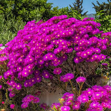 Purple Ice Flower Seeds for Planting – Easy to Grow, Heirloom, Non-GMO, High Germination Organic Garden Seeds