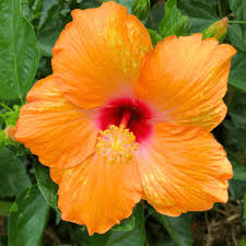 Hibiscus Flower Seeds for Planting – Heirloom, Non-GMO, High Germination Organic Garden Seeds