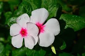 White Catharanthus Flower Seeds for Planting – Heirloom, Non-GMO Wildflower Mix for Home Garden