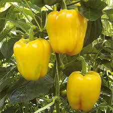 Light Yellow Bell Pepper flower seeds for planting - Heirloom & Non-GMO Garden Seeds