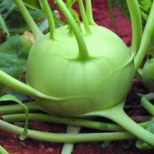 Giant Kohlrabi Seeds for Planting – Heirloom & Non-GMO, High Germination Organic Seeds for Oversized Bulbs and Crunchy Garden Salads