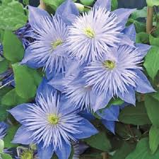 Sky Blue Clematis Flower Seeds for Planting – Heirloom, Non-GMO, High Germination Organic Garden Seeds for Drought-Tolerant Vines