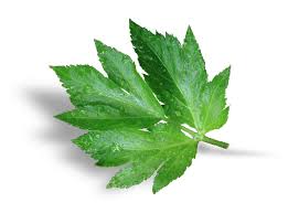 Tomorrows Leaf Seeds for Planting – Heirloom, Non-GMO, Organic Garden Seeds, High Germination, Future-Ready Green Harvests