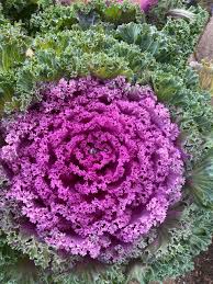 Kale Seeds for Planting Pink – Heirloom, Non-GMO, Organic Garden Seeds – Nutritious Greens, High Germination