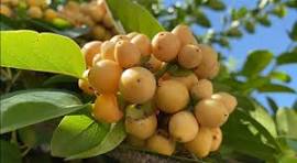 Nance Byrsonima Fruit Seeds – Rare Tropical Fruit Seeds for Garden Planting