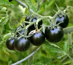 Black Tomato Seeds for Planting – Heirloom Non‑GMO High Germination Organic Garden Seeds, Deep-Dark Fruit