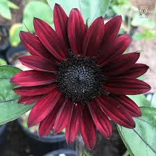 Black Sunflower Flower Seeds – Heirloom Non-GMO Organic Garden Seeds for Planting – High Germination Blooms