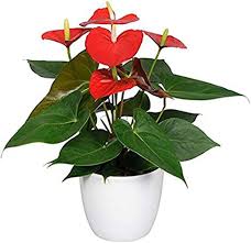 Anthurium Light Red Flower Seeds for Planting – Heirloom, Non-GMO, Low-Maintenance High Germination Seeds