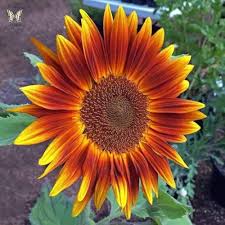 Yellow Red Sunflower Flower Seeds for Planting – Heirloom, Non-GMO, Fragrant Blossoms, High Germination
